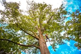 How Our Tree Care Process Works  in  Ocean City, MD