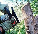 Best Tree Preservation Services  in Ocean City, MD