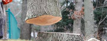 Trusted Ocean City, MD Tree Removal Experts