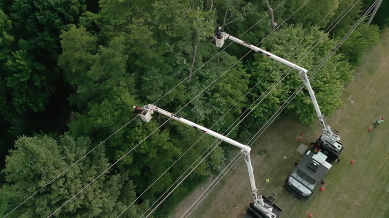 Best Arborist Consultation Services  in Ocean City, MD