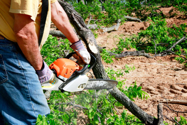 Best Tree Health Inspection  in Ocean City, MD