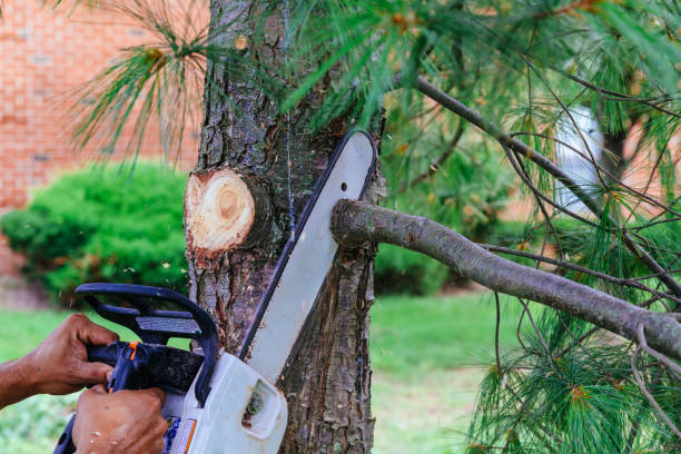 Best Tree Removal  in Ocean City, MD